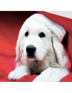 COPRIPIUMINO Rasatello HD FOTOGRAFICO CANE Labrador Natalizio