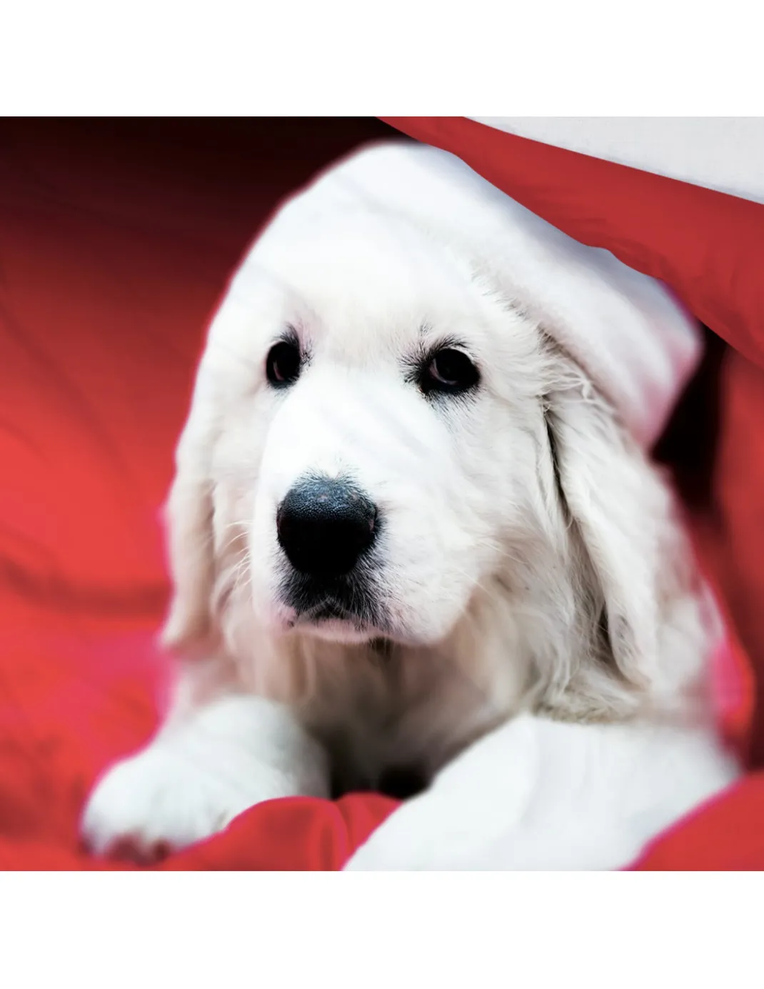 COPRIPIUMINO Rasatello HD FOTOGRAFICO CANE Labrador Natalizio
